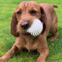 Hondenbaas Borgerhout van Billie