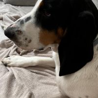 Hondenbaas Turnhout van Kairo