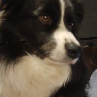 Hondenbaas Zoersel van Roxy