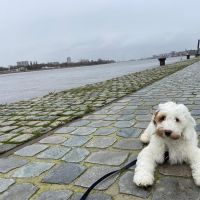 Hondenbaas Antwerpen van Beaurice 