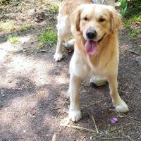 Thuisjob hondensitter Roeselare: hond Diesel