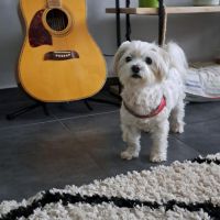 Hondenbaas Deurne (Antwerpen) van Charlie