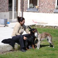 Hondenopvang Harelbeke: Delphine