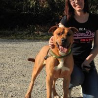 Hondensitter Sint-Truiden: Lisa