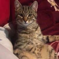 Hondenuitlaatdienst Deurne (Antwerpen): Michael