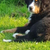 Hondenbaas Reet van Junior, Max