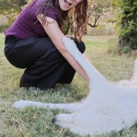 Hondenuitlaatdienst Leuven: Faye