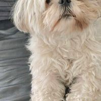 Hondensitter Sint-Niklaas: Marion