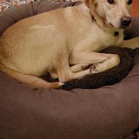 Hondenbaas Brasschaat van Poncho