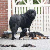 Hondensitter Nijlen: Johan