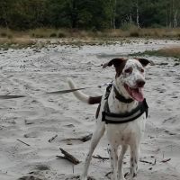 Hondenbaas Turnhout van Bink