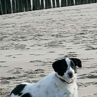 Hondensitter Brasschaat: Amelie
