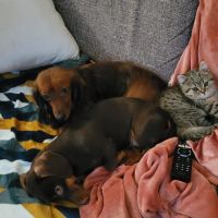 Hondensitter Boechout: Ellen