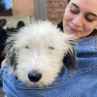Hondensitter Diepenbeek: Fien Lowet