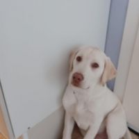Hondenbaas Zwevegem van Lucky