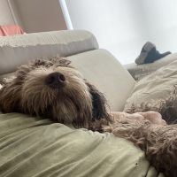 Hondensitter Antwerpen: Ellen