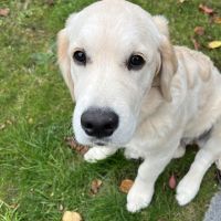 Hondenbaas Edegem van Gnocchi 