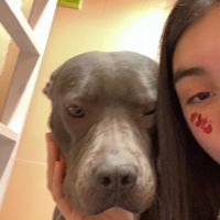 Hondensitter Sleidinge: Lexi