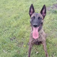 Hondensitter Boom: Kryssie 