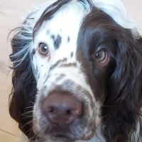 Hondenbaas Lier van Pongo