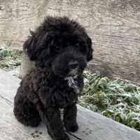 Hondenbaas Lebbeke van Trixie 
