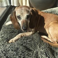 Hondenbaas Dilbeek van Illy