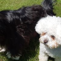 Thuisjob hondensitter Wilrijk: hond Poppy & Pippa