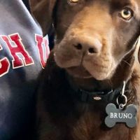 Thuisjob hondensitter Berchem (Antwerpen): hond Bruno