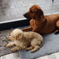 Hondenbaas Bonheiden van Stella & Kamiel