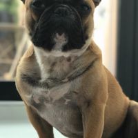 Hondenbaas Antwerpen van Maurice