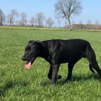 Hondenbaas Turnhout van Pete