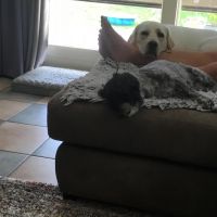 Thuisjob hondensitter Neigem: hond Tya en Pepsy
