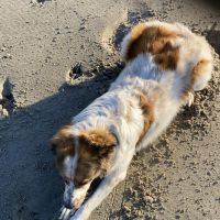 Thuisjob hondensitter De Haan: hond Mark Wellens