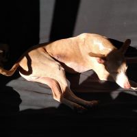 Hondenbaas Deurne (Antwerpen) van Benny