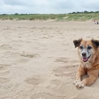 Thuisjob hondensitter Poppel: hond Hailey 