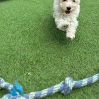 Hondenbaas Gent van Woody