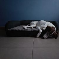 Thuisjob hondensitter Geel: hond Charra