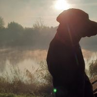 Hondensitter Dendermonde: Rudy