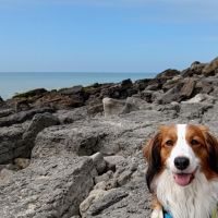 Thuisjob hondensitter Begijnendijk: hond Anne Bogaerts