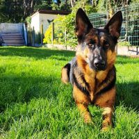 Thuisjob hondensitter Bonheiden: hond Benjamin Croo