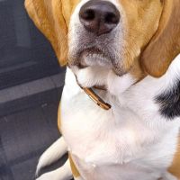 Hondensitter Turnhout: JAN & JIRINA