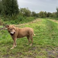 Thuisjob hondensitter Kruibeke: hond Shayne