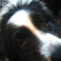 Thuisjob hondensitter Zulte: hond Van der Auwera Gregory