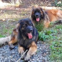 Thuisjob hondensitter Antwerpen: hond Ollie en Lokie