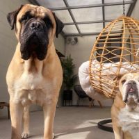 Thuisjob hondensitter Niel: hond Billie en Vega