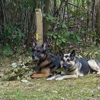 Hondenbaas Wilrijk van Inge Roelandt