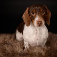 Thuisjob hondensitter Grobbendonk: hond An-Katrien Van de Leur