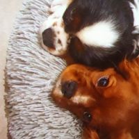 Thuisjob hondensitter Beselare: hond Prutske, Tessa, Mila