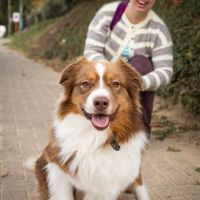 Hondensitter Leuven: Astrid
