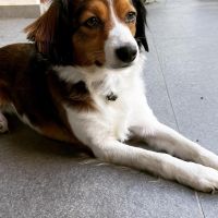 Thuisjob hondensitter Nazareth (Oost-Vlaanderen): hond Nuna